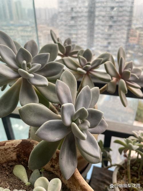 冬美人白牡丹多肉怎么养？-第2张图片-吾爱花网