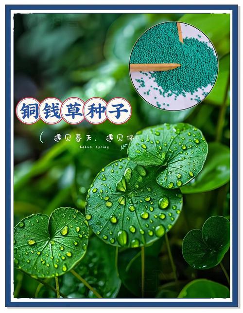 铜钱草盆栽有哪些神奇作用？-第2张图片-吾爱花网