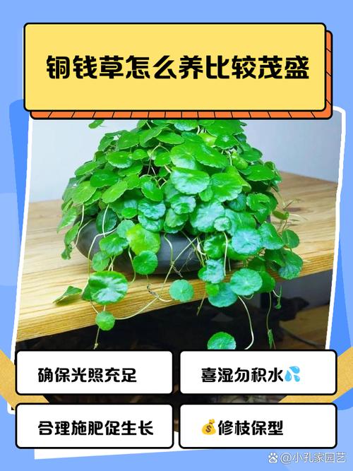 铜钱草盆栽有哪些神奇作用？-第1张图片-吾爱花网