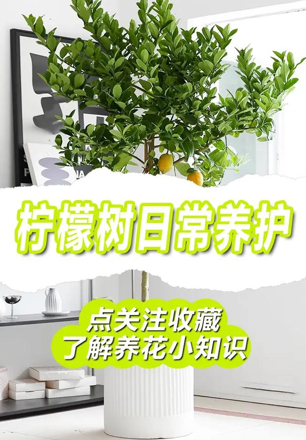 盆栽柠檬移栽注意事项-第2张图片-吾爱花网