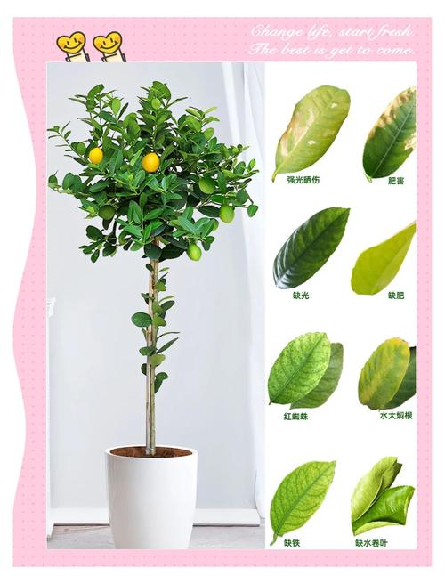 盆栽柠檬移栽注意事项-第1张图片-吾爱花网