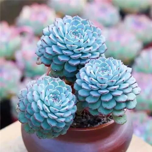 蓝豆怎么繁殖？-第1张图片-吾爱花网