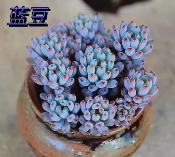 蓝豆怎么繁殖？-第3张图片-吾爱花网