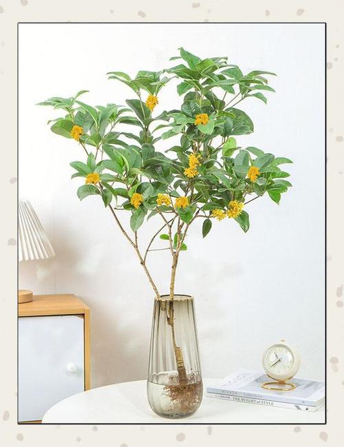 桂花烂根后能水培救活吗？-第1张图片-吾爱花网