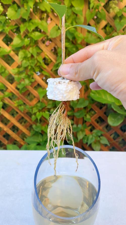 桂花烂根后能水培救活吗？-第2张图片-吾爱花网