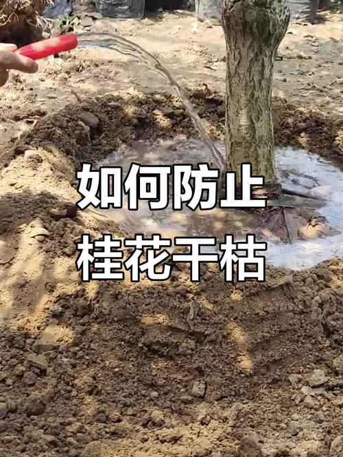 桂花烂根后能水培救活吗？-第3张图片-吾爱花网