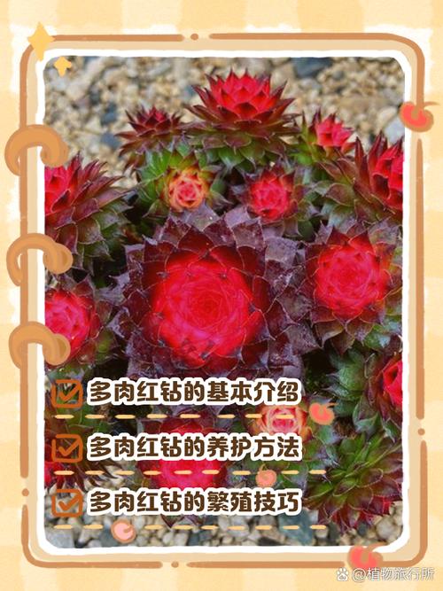 多肉蓝宝石为何会变红？-第2张图片-吾爱花网