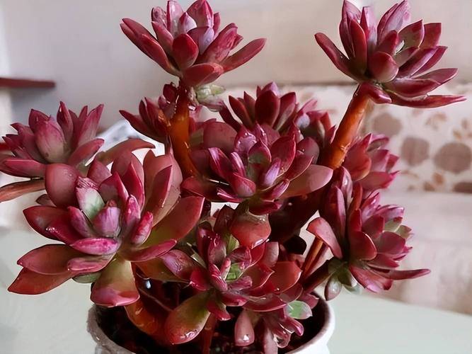 多肉蓝宝石为何会变红？-第3张图片-吾爱花网