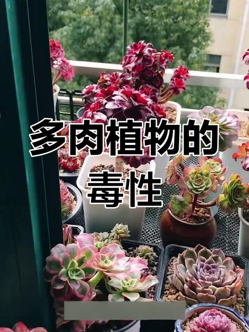多肉植物对人体真有危害吗？-第1张图片-吾爱花网