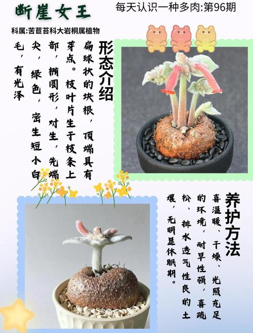 多肉植物对人体真有危害吗？-第2张图片-吾爱花网