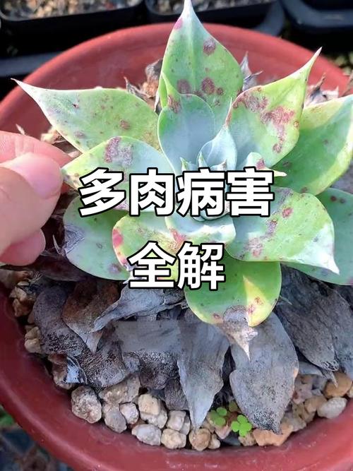 多肉植物对人体真有危害吗？-第3张图片-吾爱花网