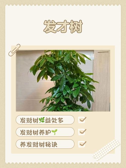 冬天水培发财树怎么养？-第1张图片-吾爱花网