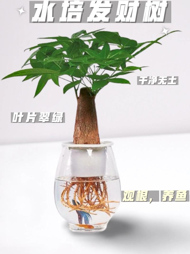 冬天水培发财树怎么养？-第2张图片-吾爱花网