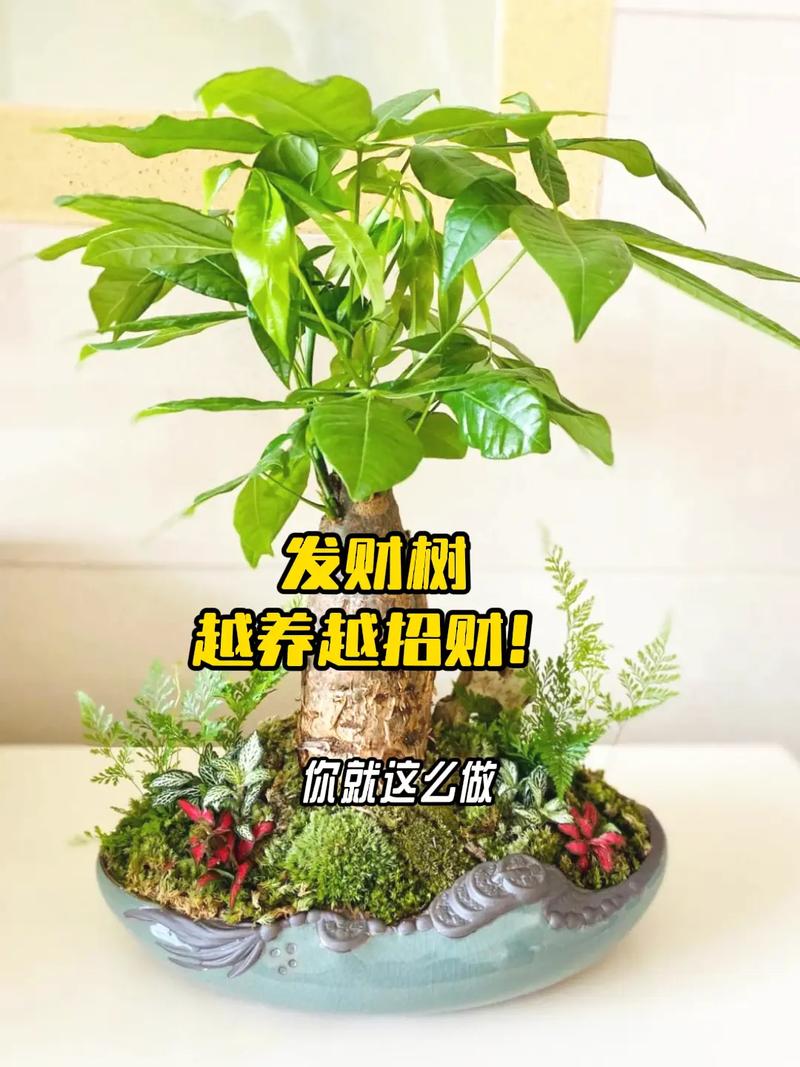 冬天水培发财树怎么养？-第3张图片-吾爱花网