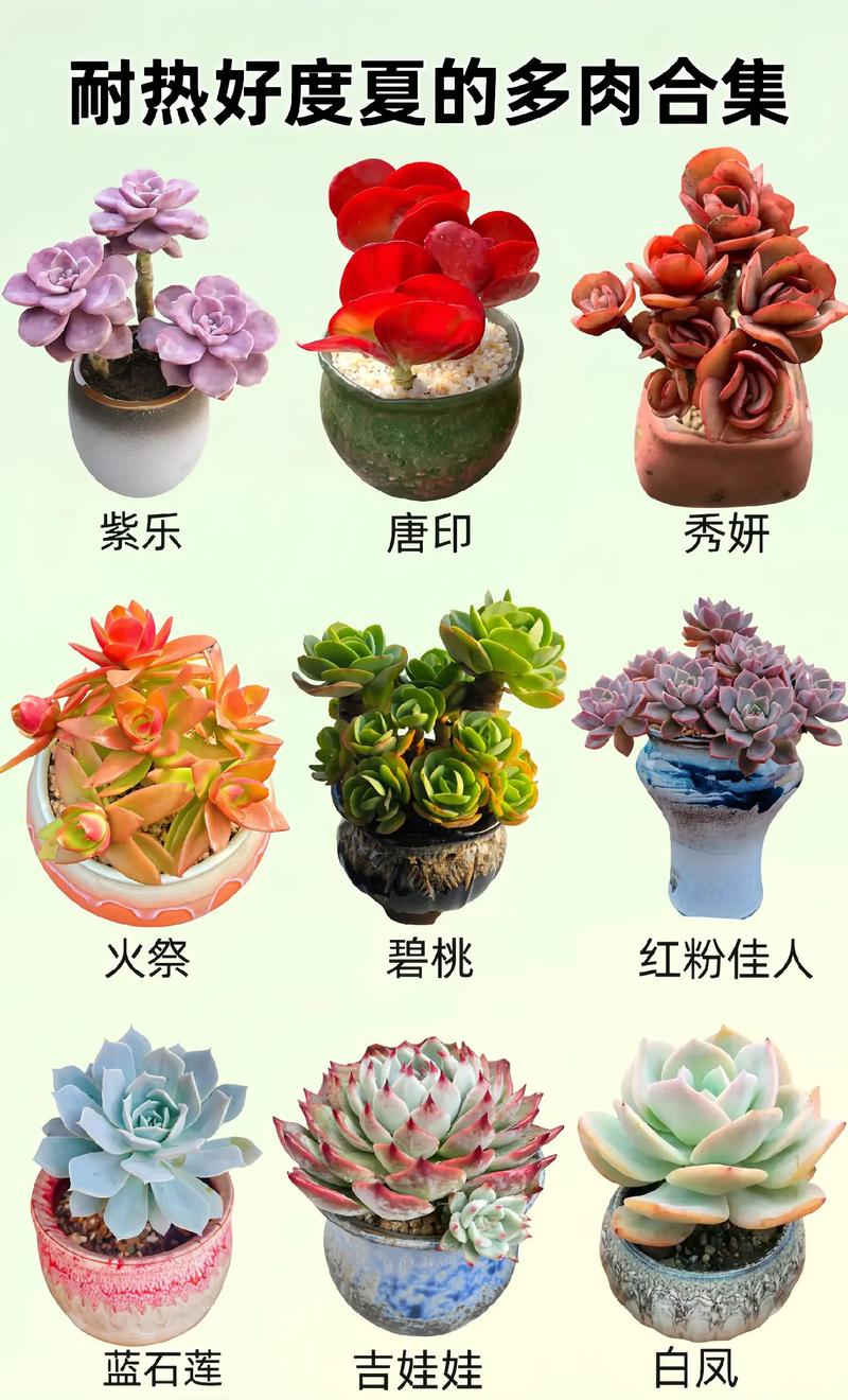 多肉怎么养？图片欣赏有何技巧？-第1张图片-吾爱花网