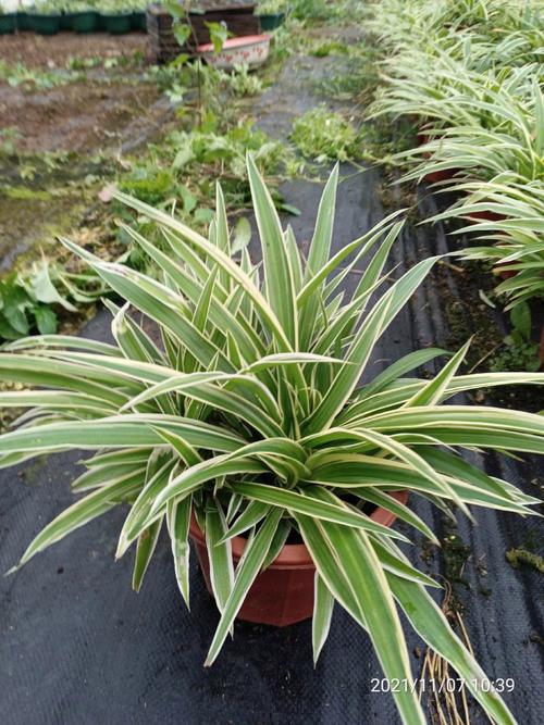 蚌埠哪里能批发到便宜盆栽花卉？-第2张图片-吾爱花网