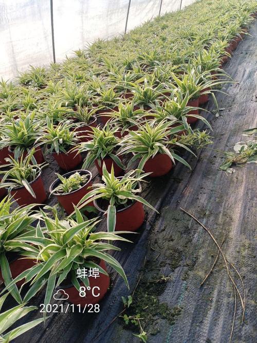 蚌埠哪里能批发到便宜盆栽花卉？-第1张图片-吾爱花网