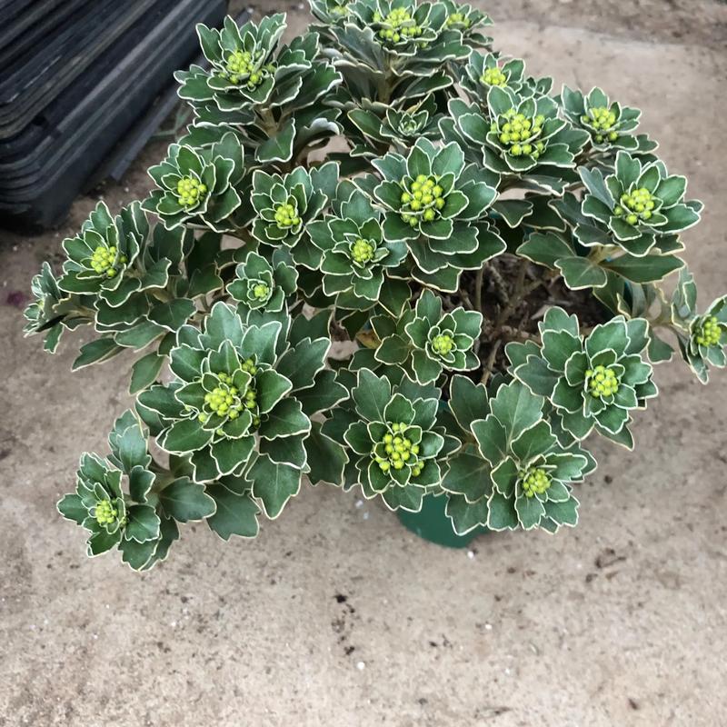 长得像菊花的多肉植物-第1张图片-吾爱花网