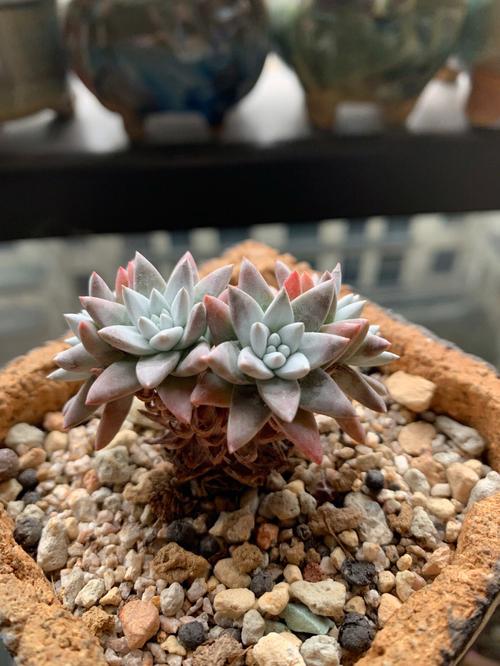 长得像菊花的多肉植物-第2张图片-吾爱花网