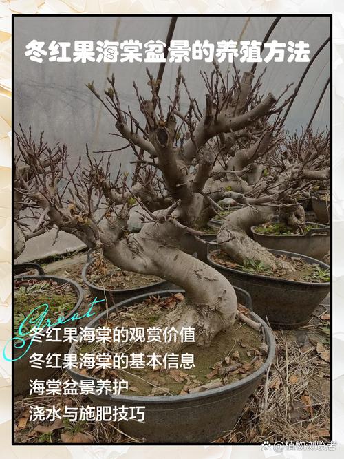 冬红果盆栽怎么养？关键技巧有哪些？-第1张图片-吾爱花网