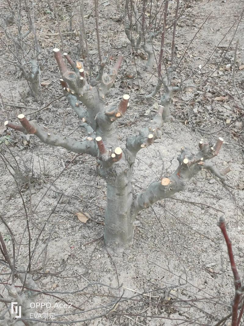 冬红果盆栽怎么养？关键技巧有哪些？-第2张图片-吾爱花网