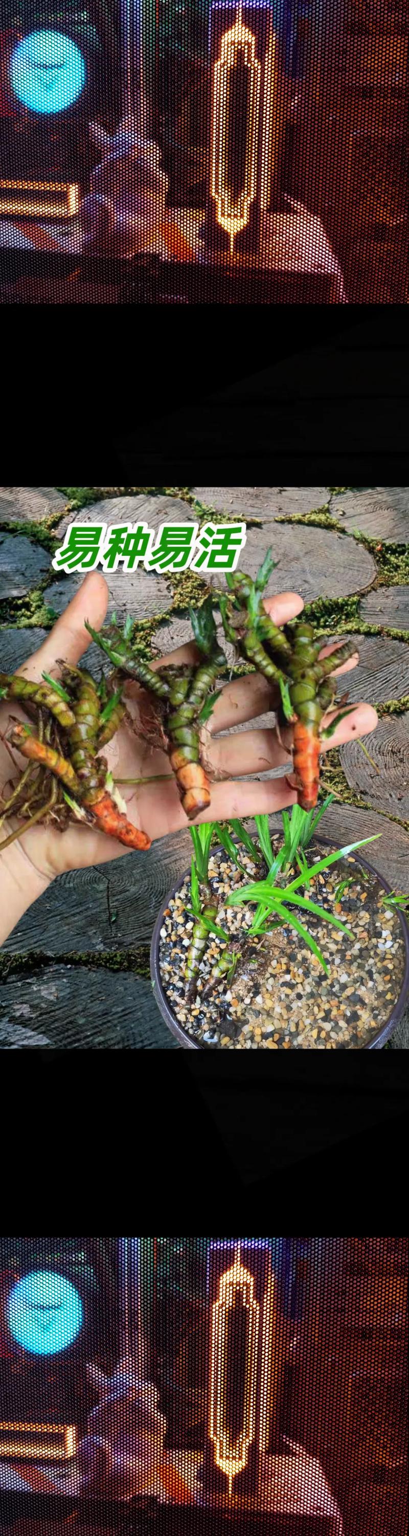 盆栽菖蒲用什么土栽培好？-第2张图片-吾爱花网