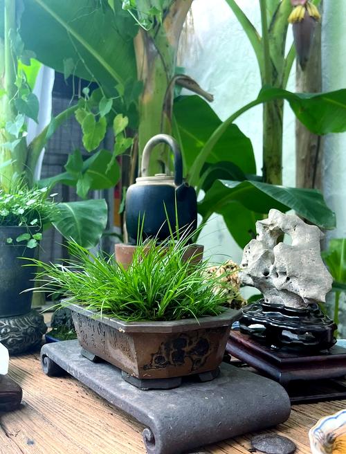 盆栽菖蒲用什么土栽培好？-第1张图片-吾爱花网