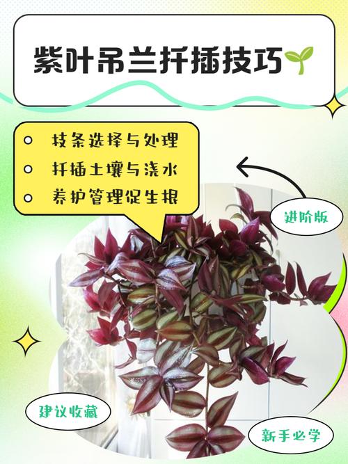 盆栽紫罗兰怎么养才好？-第2张图片-吾爱花网