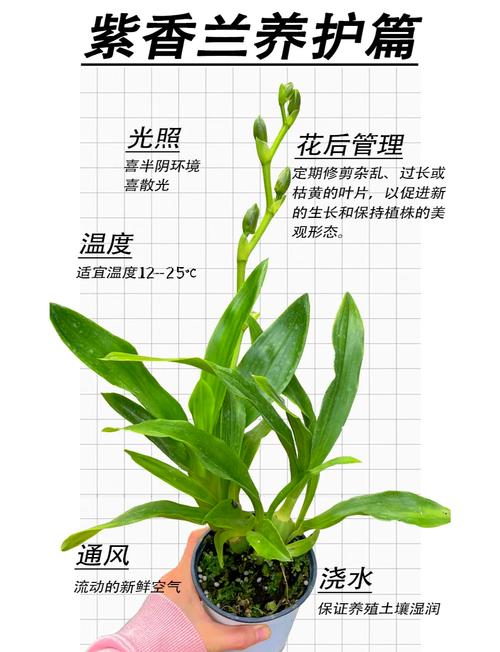 盆栽紫罗兰怎么养才好？-第3张图片-吾爱花网