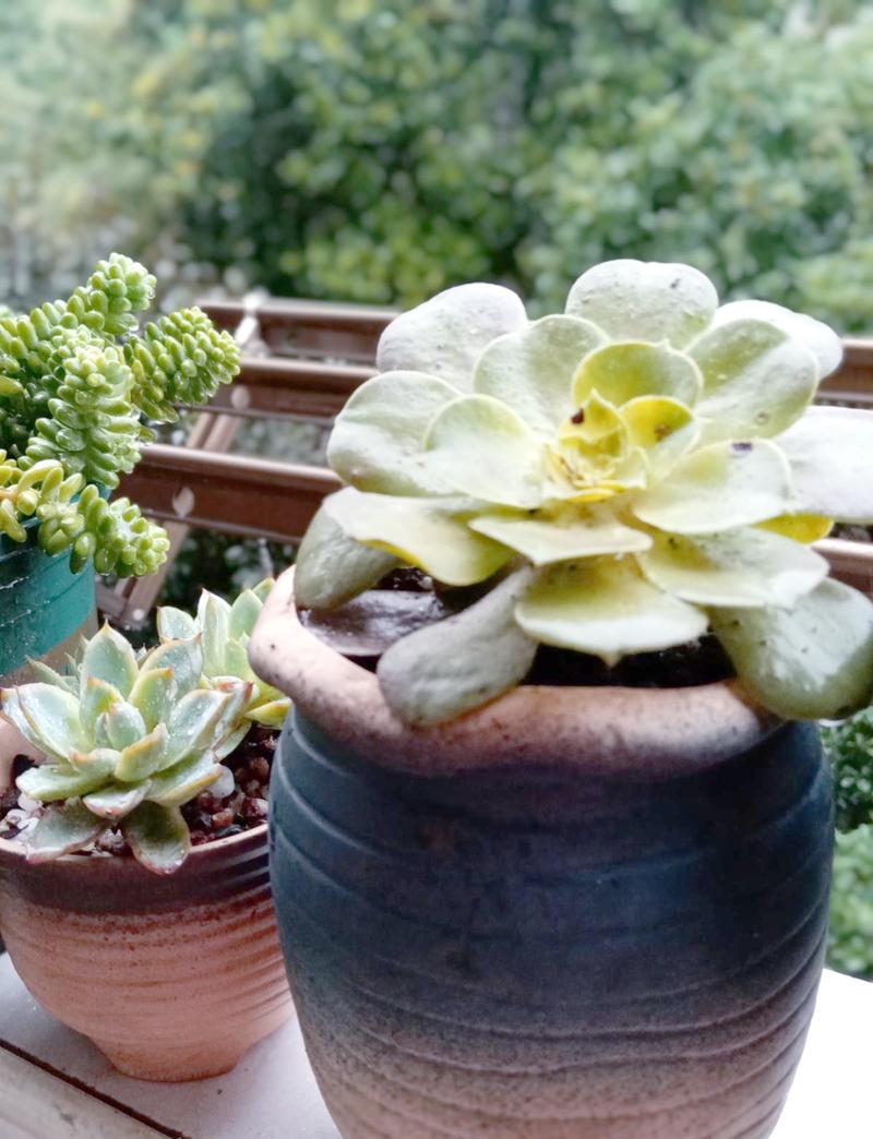 多肉剃头是什么意思？-第1张图片-吾爱花网