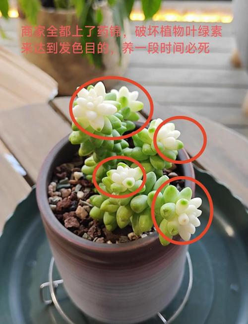 多肉剃头是什么意思？-第2张图片-吾爱花网