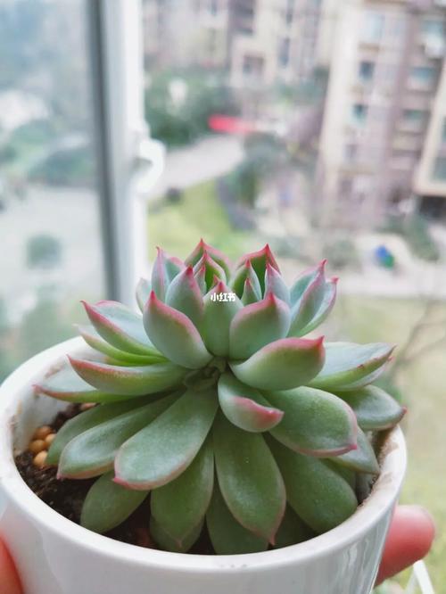 多肉剃头是什么意思？-第3张图片-吾爱花网