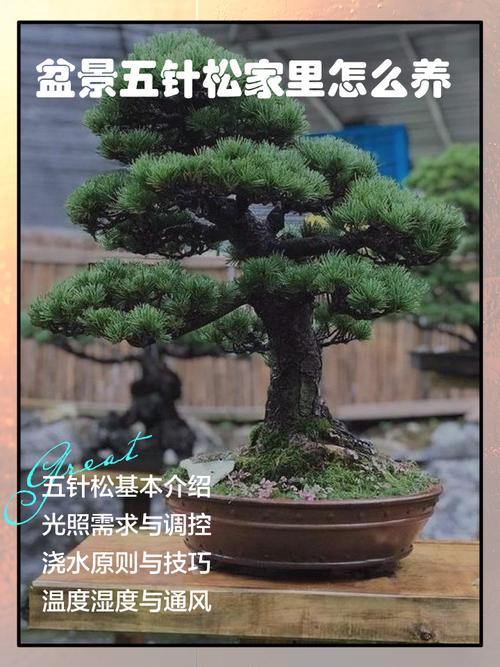 盆栽土松树怎么养才好？-第1张图片-吾爱花网