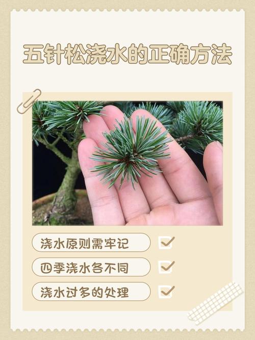 盆栽土松树怎么养才好？-第2张图片-吾爱花网