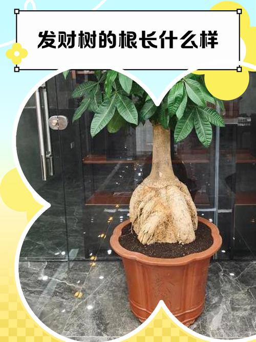 水培发财树会有烂根吗-第2张图片-吾爱花网