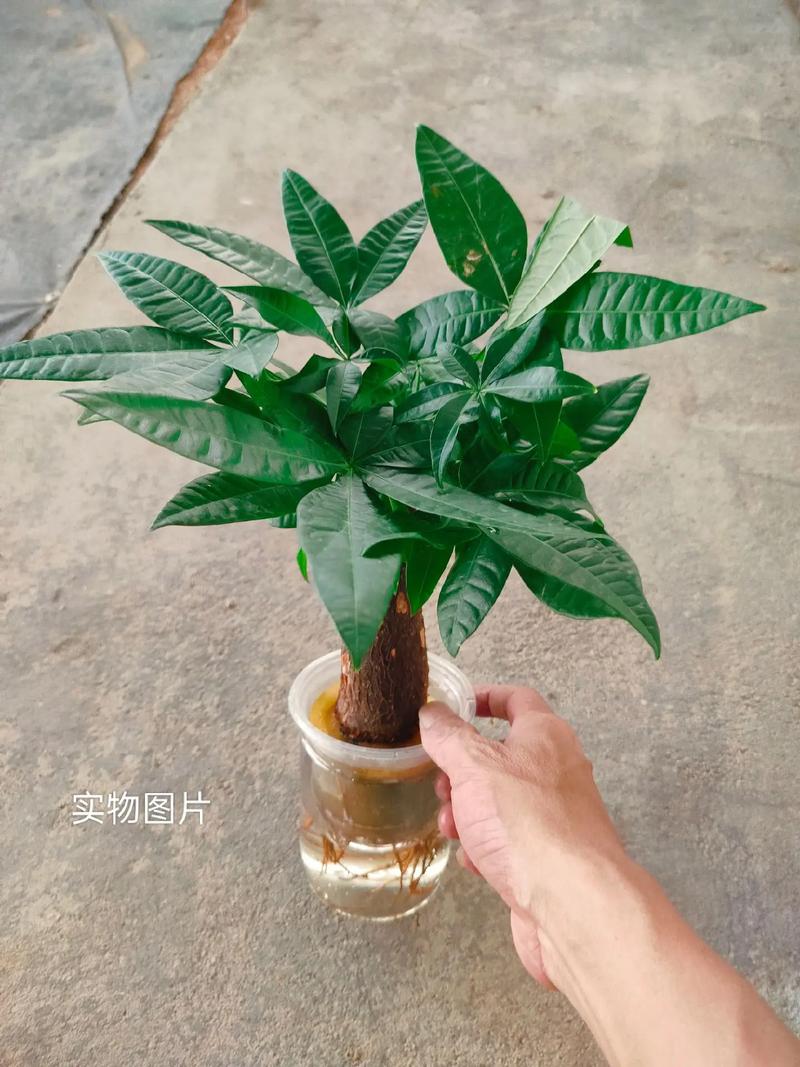 水培发财树会有烂根吗-第1张图片-吾爱花网