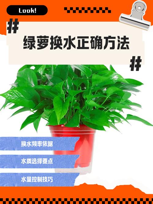 绿萝能直接用水培养吗-第2张图片-吾爱花网