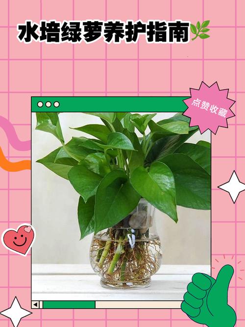 绿萝能直接用水培养吗-第3张图片-吾爱花网