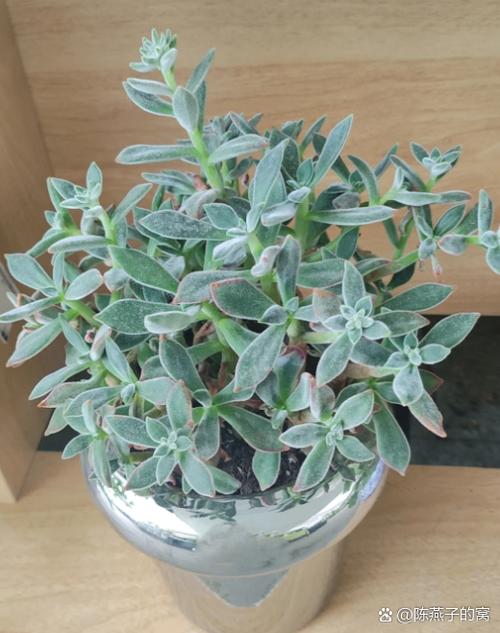 锦晃星能水培枝条吗？-第1张图片-吾爱花网