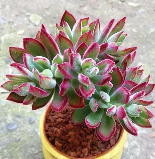 锦晃星能水培枝条吗？-第2张图片-吾爱花网