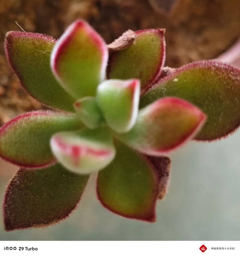 锦晃星能水培枝条吗？-第3张图片-吾爱花网