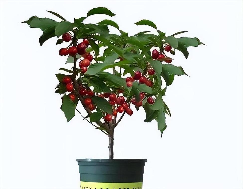 盆栽樱桃的种植要求有哪些？-第1张图片-吾爱花网