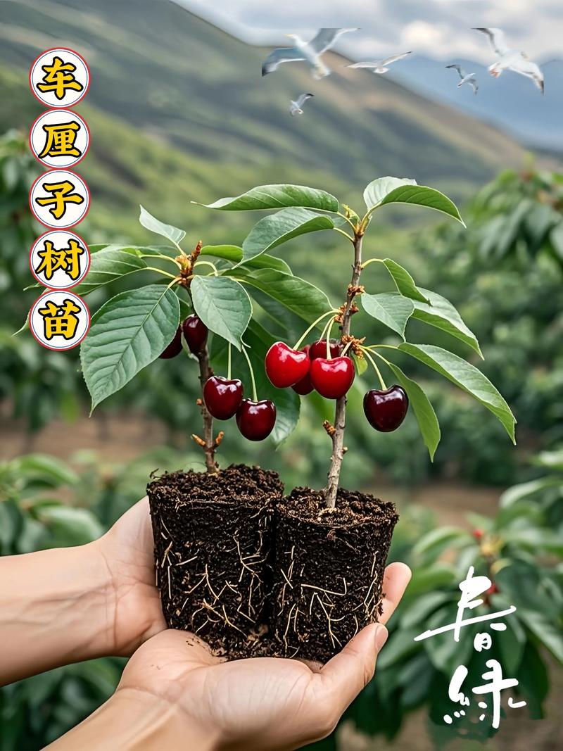 盆栽樱桃的种植要求有哪些？-第2张图片-吾爱花网