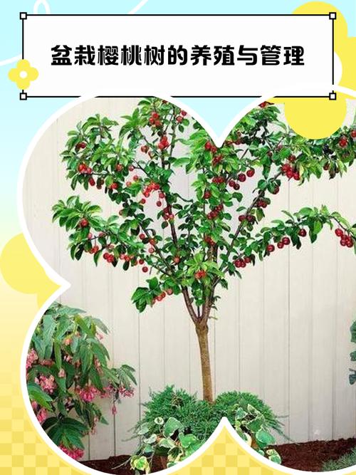 盆栽樱桃的种植要求有哪些？-第3张图片-吾爱花网