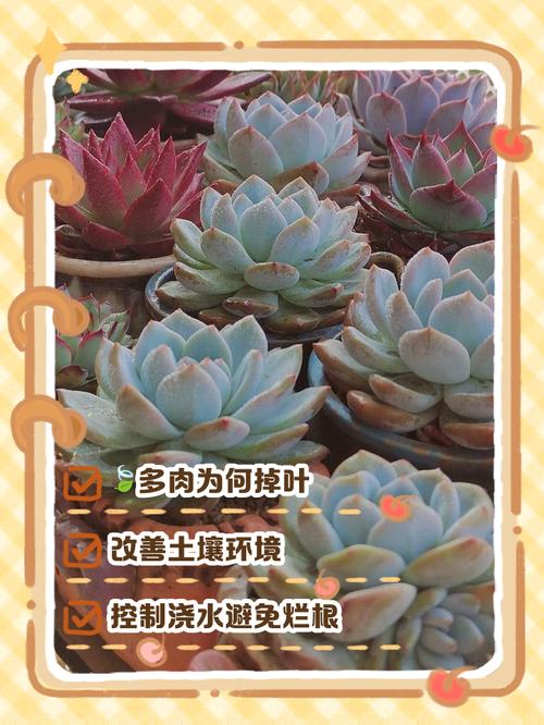 多肉叶子卷了，到底咋补救？-第2张图片-吾爱花网