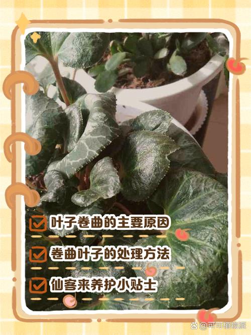 多肉叶子卷了，到底咋补救？-第3张图片-吾爱花网