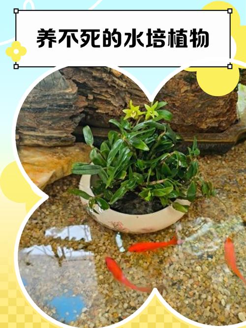 水培植物水要没过根部吗？-第2张图片-吾爱花网