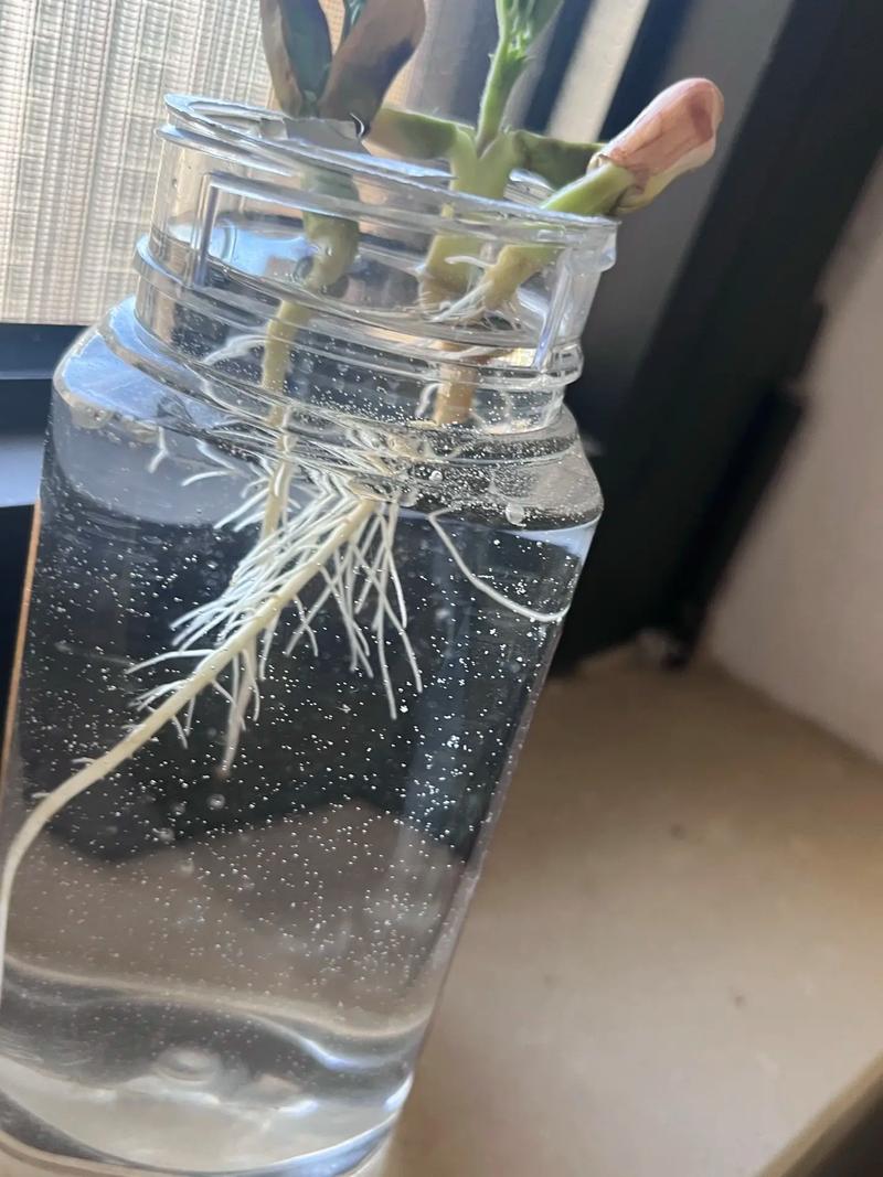 水培花放维C能促生根吗？-第1张图片-吾爱花网