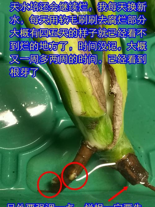 水培花放维C能促生根吗？-第2张图片-吾爱花网