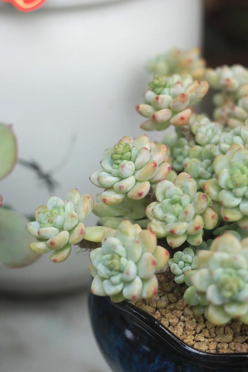 劳尔多肉秋季淋雨有风险吗？-第1张图片-吾爱花网